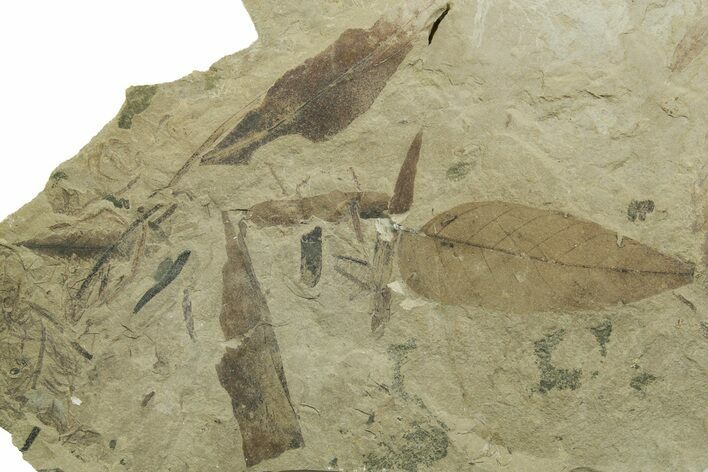 Fossil Leaf and Horsetail Plate - Green River Formation, Utah #368742